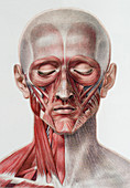 Head and neck muscles