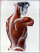 Muscles of the side and back