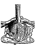 Diagram of heart and vessels by Dryander,1537