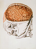 Medical illustration of the brain,1786