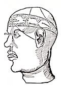 Diagram of sensory centre of brain,1503