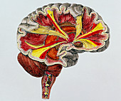 Coloured engraving of a cross-section of the brain