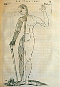 Engraving of the nervous system responding to pain