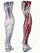 Leg nerves