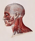 Facial nerves