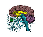 Brain anatomy