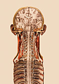 Central nervous system anatomy