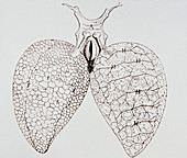 Illustration from Malpighi's book On the Lungs