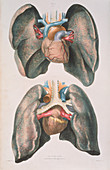 Lungs and heart