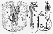 Chick's embryo 1686