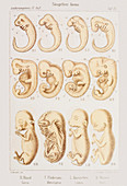 Artwork of embryonic development,1891