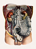 Abdominal organs and nerves