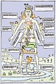 Medical zodiac,15th century diagram
