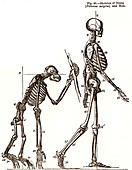 Primate skeletons