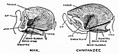 Human and chimpanzee jaws