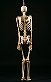 Axial Skeleton,posterior view