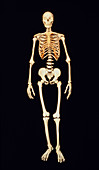 Human skeleton