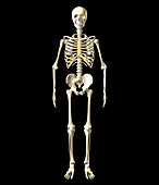 Human skeleton