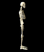 Human skeleton