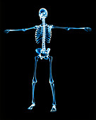 Human skeleton standing