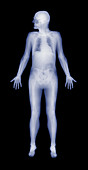 Male skeleton,X-ray