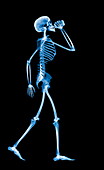Skeleton drinking,X-ray