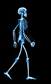 Skeleton with an iPod