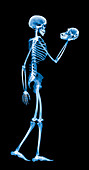 Skeleton holding a chimp skull,X-ray