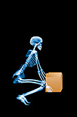 Skeleton lifting a box correctly