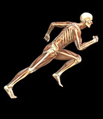 Skeleton sprinting