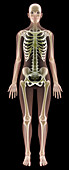 Female skeleton,computer artwork