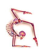 Elbow stand,X-ray artwork