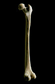 Human femur or thigh bone