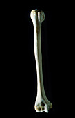 Human right humerus,the bone of the upper arm