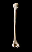 Human humerus (upper arm bone)
