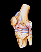 Artwork of bones & ligaments in human knee joint