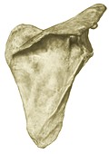 Scapula bone