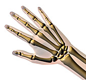 Hand bones