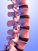 Lumbar vertebrae of the human spine
