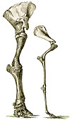 Elephant and camel leg bones,artwork