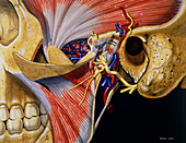 Artwork: Dissection of Temporomandibular Joint