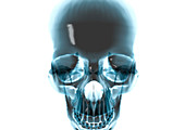 Human skull,computer artwork