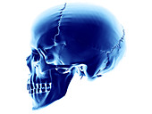 Skull,computer artwork