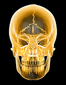 Skull,computer artwork