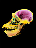 Coloured X-ray of an adult chimpanzee skull