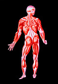 Illustration of muscles of human male (back view)