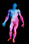 False-colour Vesalius image of human musculature