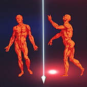 Computer artwork of human musculature (2 figures)