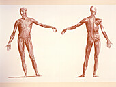Engraving of human skeletal muscles,front/back