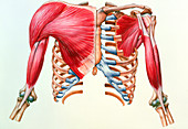Artwork of skeleton & muscles of chest & upper arm